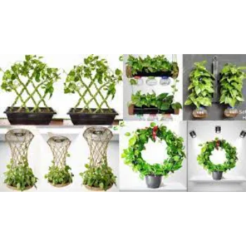 Natural Money Plant